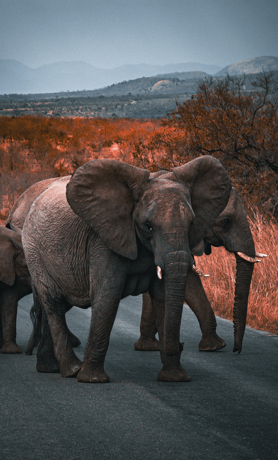Elephant