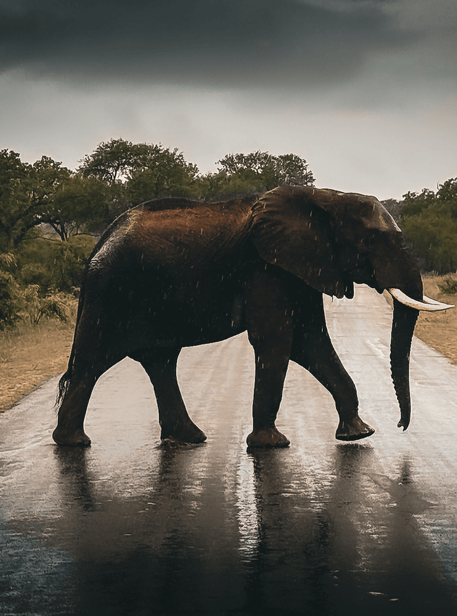Elephant 2