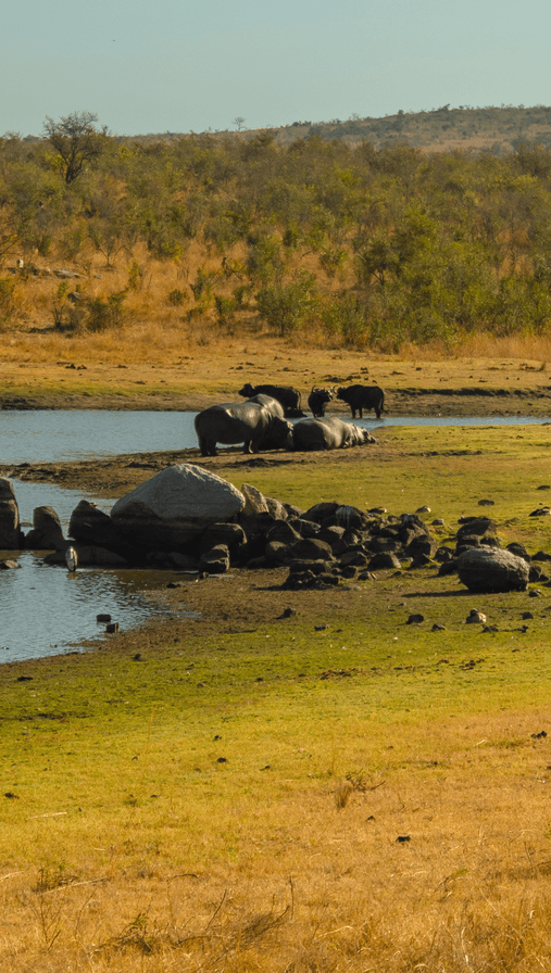 Hippo
